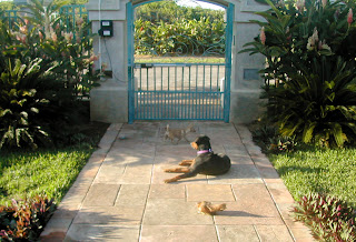 rottweiler, chihuahua, and chicken