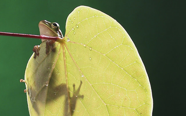 frog, leaf wallpaper