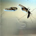 Além de microcefalia e Guillain-Barré, zika pode estar associado a outra doença neurológica
