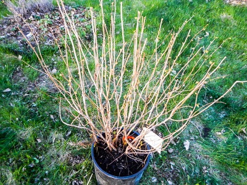 Planting a Hazelnut Bush