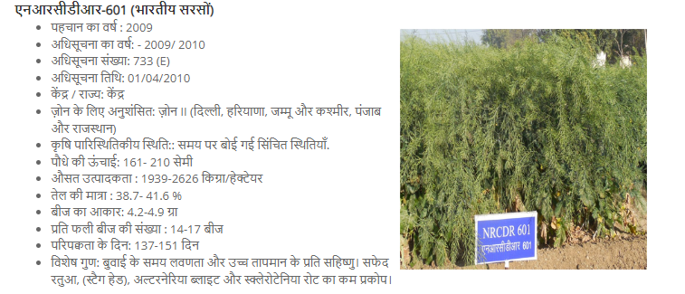 mustard new variety 2023