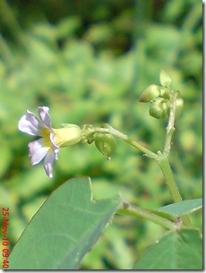 Oxalis barrelieri-Belimbing Tanah-Lavender sorrel 07