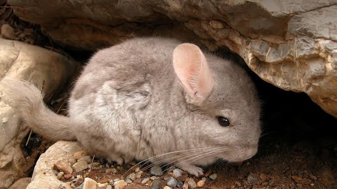 Mengenal Hewan Terlembut di Dunia: Chinchilla