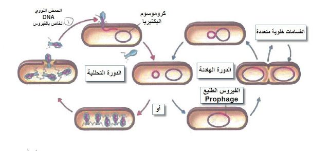 مراحل تكاثر البكتريوفاج