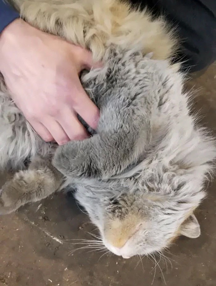 Meet Dirt, The Adorable Nevada Railway Cat That Always Looks Dirty