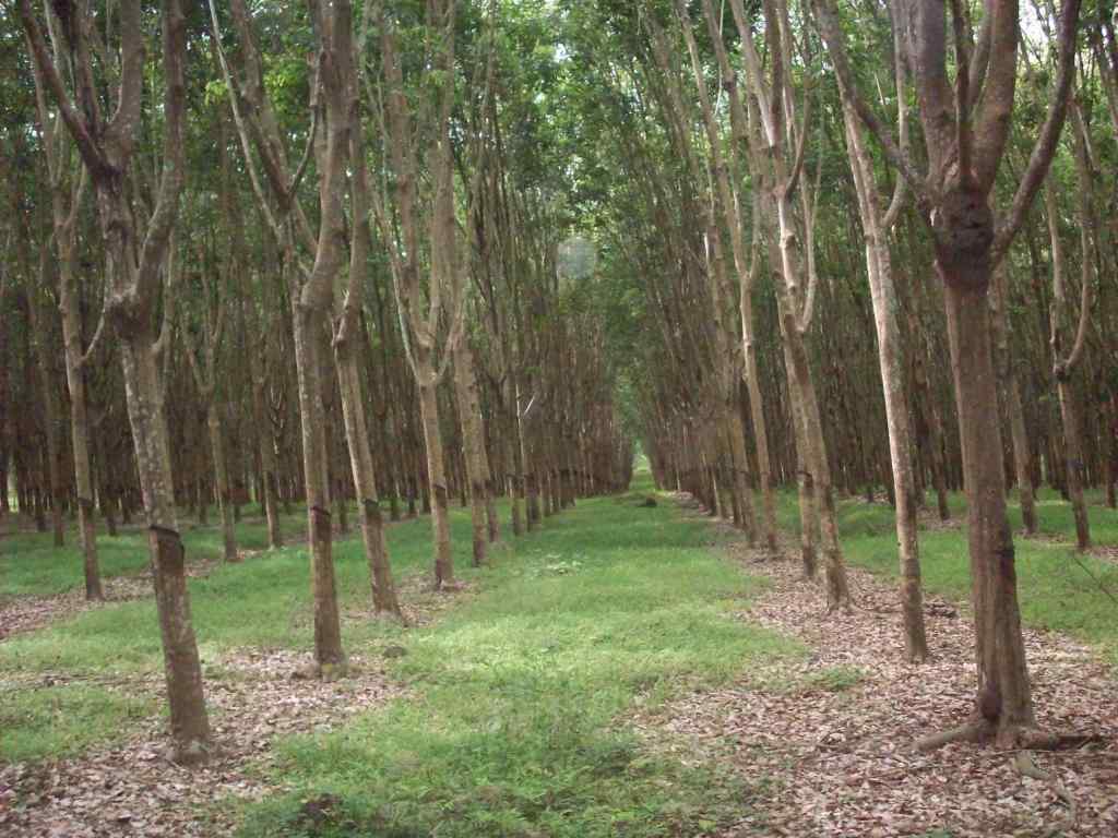 Menjelajahi Kebun Karet Jantan Putra Bangsa