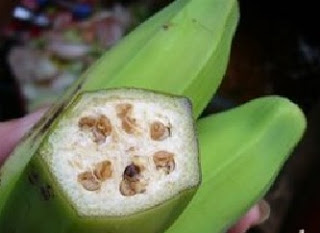 pisang klutuk