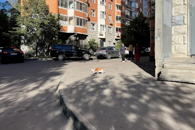 улица Маршала Тухачевского, дворы, кот