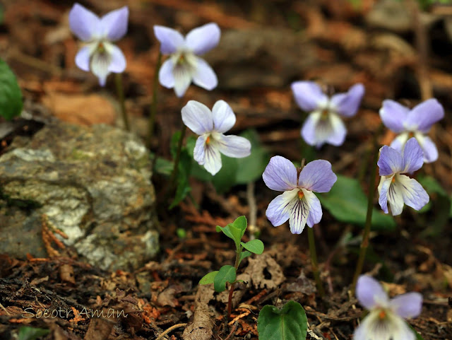 Viola bissetii