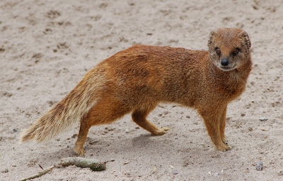 Mongoose HD Wallpapers