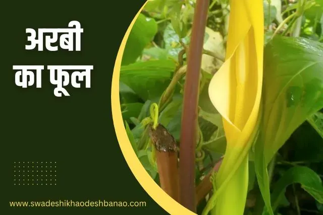 Information about Arbi Flower in Hindi