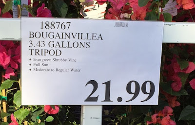 Spring time Bougainvillea flowers at Costco