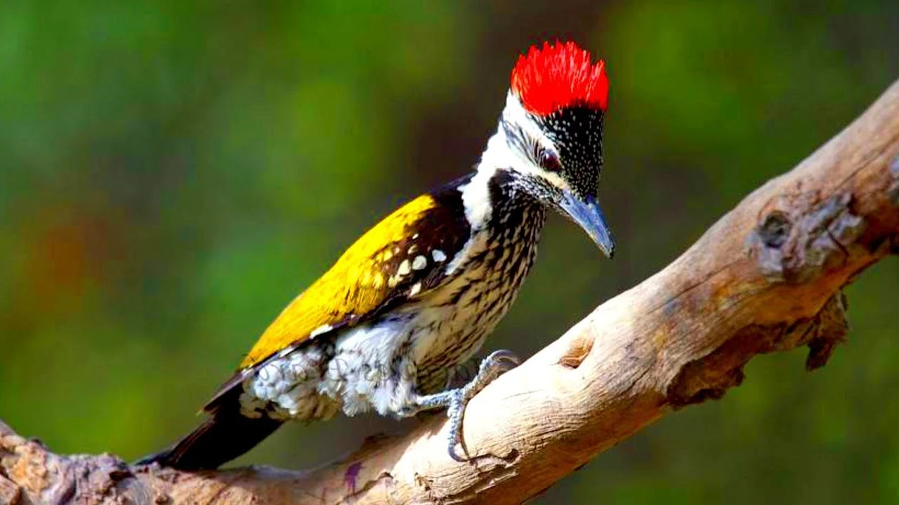 Beautiful Pictures of Woodpecker Birds - Babui, Woodpecker, Sparrow, Tuntuni, Bulbul, Beautiful Bird Pictures - birds - NeotericIT.com