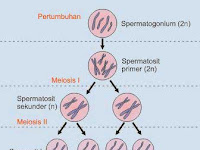 Perbedaan Spermatogenesis Dan Oogenesis Dalam Bentuk Tabel
