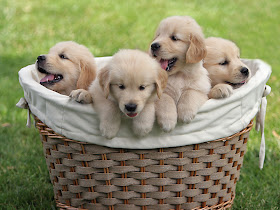 Cute Dog Puppies 31