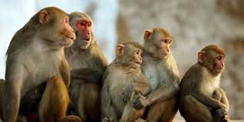बिनधास बोल : बंदरो के झूंड सा है हमारे कौम का हाल