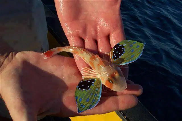 Sea Robin: Amazing Fish with Legs and Fins