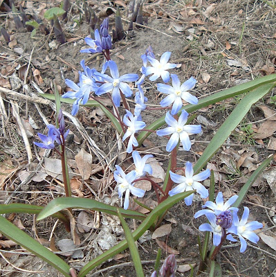 [Photo: Chionodoxa forbesii.]