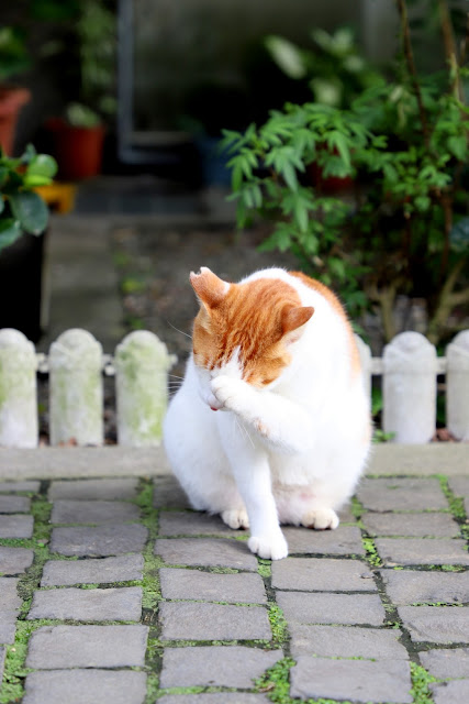 新北景點 猴硐貓村