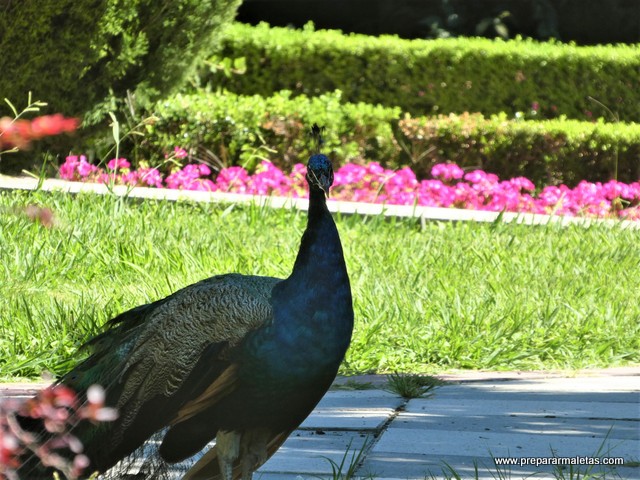 pavos reales en el Retiro de Madrid