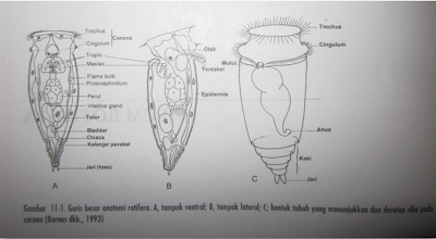 Gambar garis besar filum rotifera