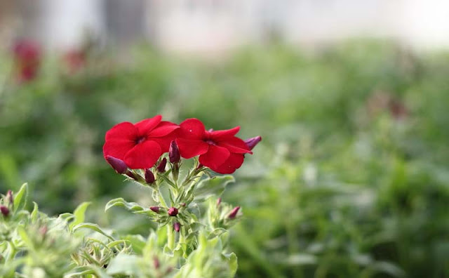 Phlox Flowers Pictures