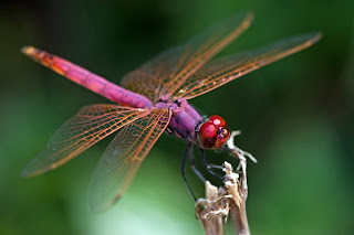 dragonfly