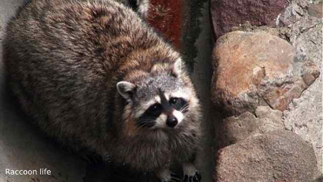 The largest raccoon in the world