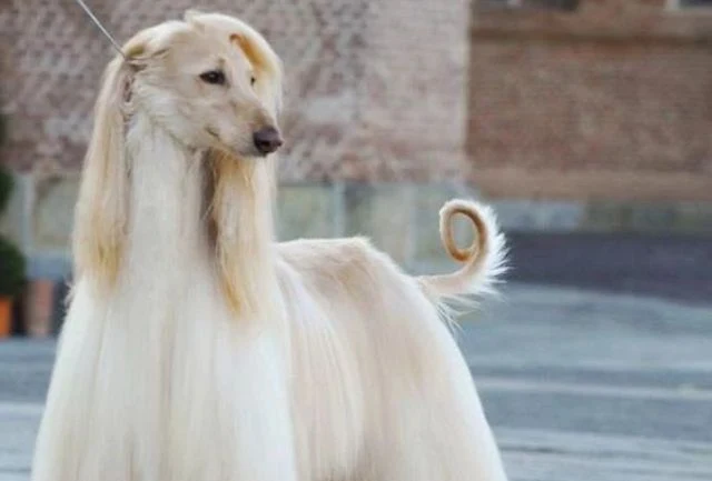 Afghan Hound Skinny Dog Breed