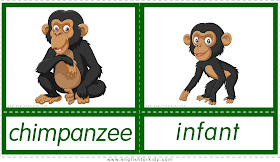 Animals and their babies -- chimpanzee - infant -- printable flashcards