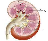 Soal Tentang Struktur Organ Ekskresi Ginjal