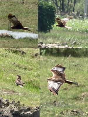 "Eurasian Marsh-Harrier, an early visitor this year, flying near duck pond." A Collage of different angles.