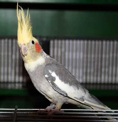 Foto burung Cockatiel