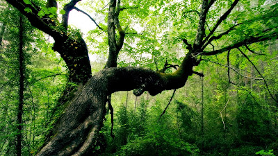 Fall Autumn Trees Leaves Hd Nature Falling Forest Gorgeous Green