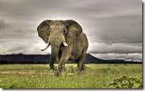animal wallpapers (3)