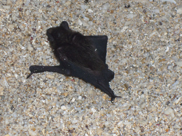 Bats in Atulayan Island