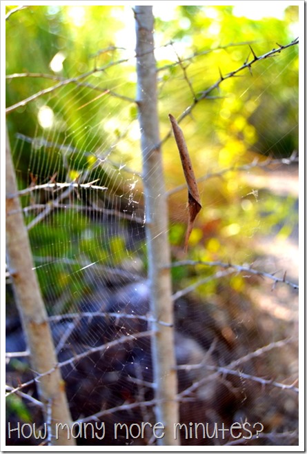 Cape Hillsborough NP | How Many More Minutes?