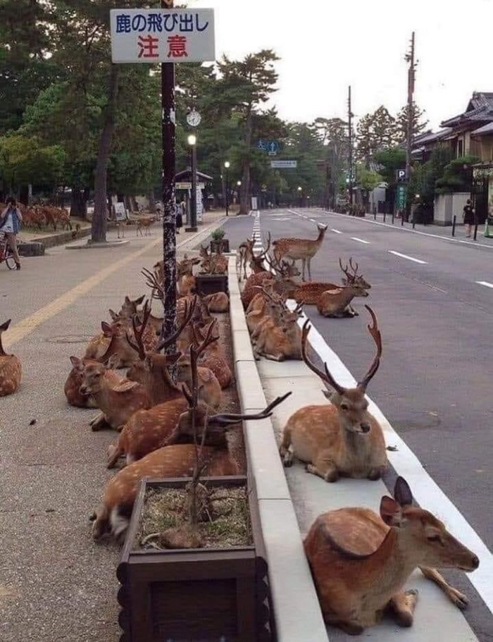 Japanese city of Nara, in which deer instead of dogs and cats