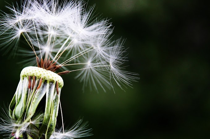 Alergias: ¿medicamento alopático o medicamento natural?