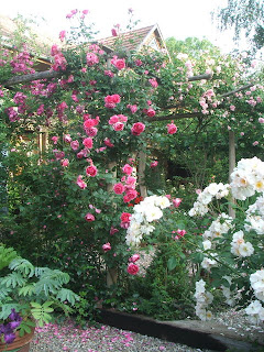 Roses Pink Cloud et Sourire d'Orchidée