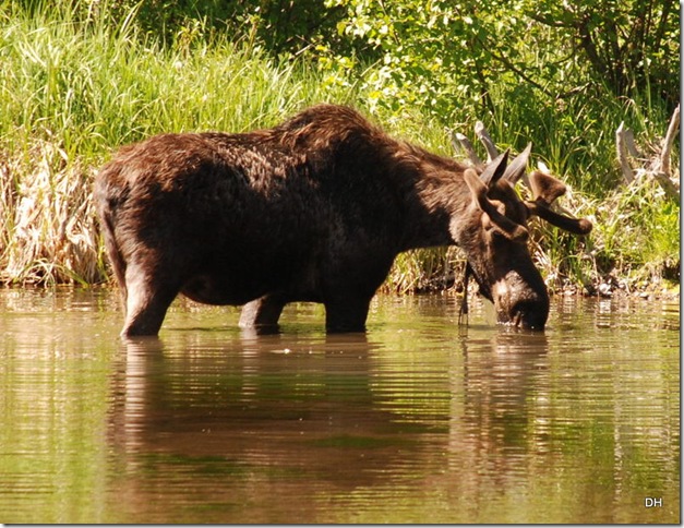 06-08-13 A Moose Wilson Road (43)a