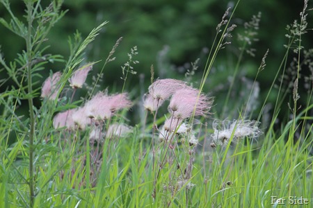 Prairie Smoke