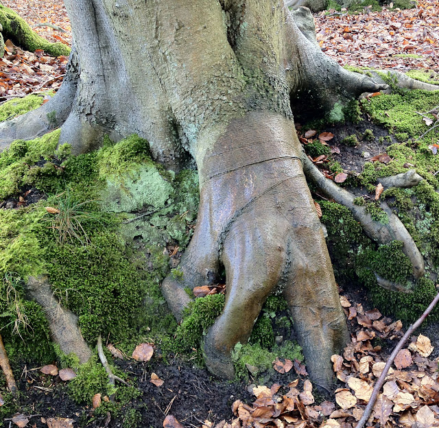 Beech roots like a hand groping into the ground.  Toys Hill, 3 March 2012.