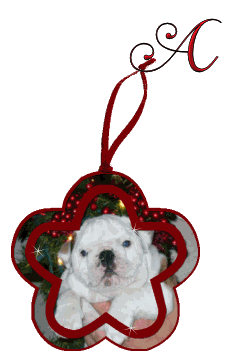 alpha bulldog