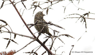 juvenile White-winged Crossbill in Goulds, Newfoundland