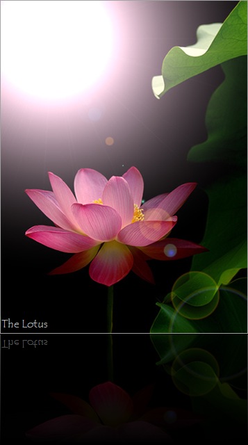 lotus-flower-10