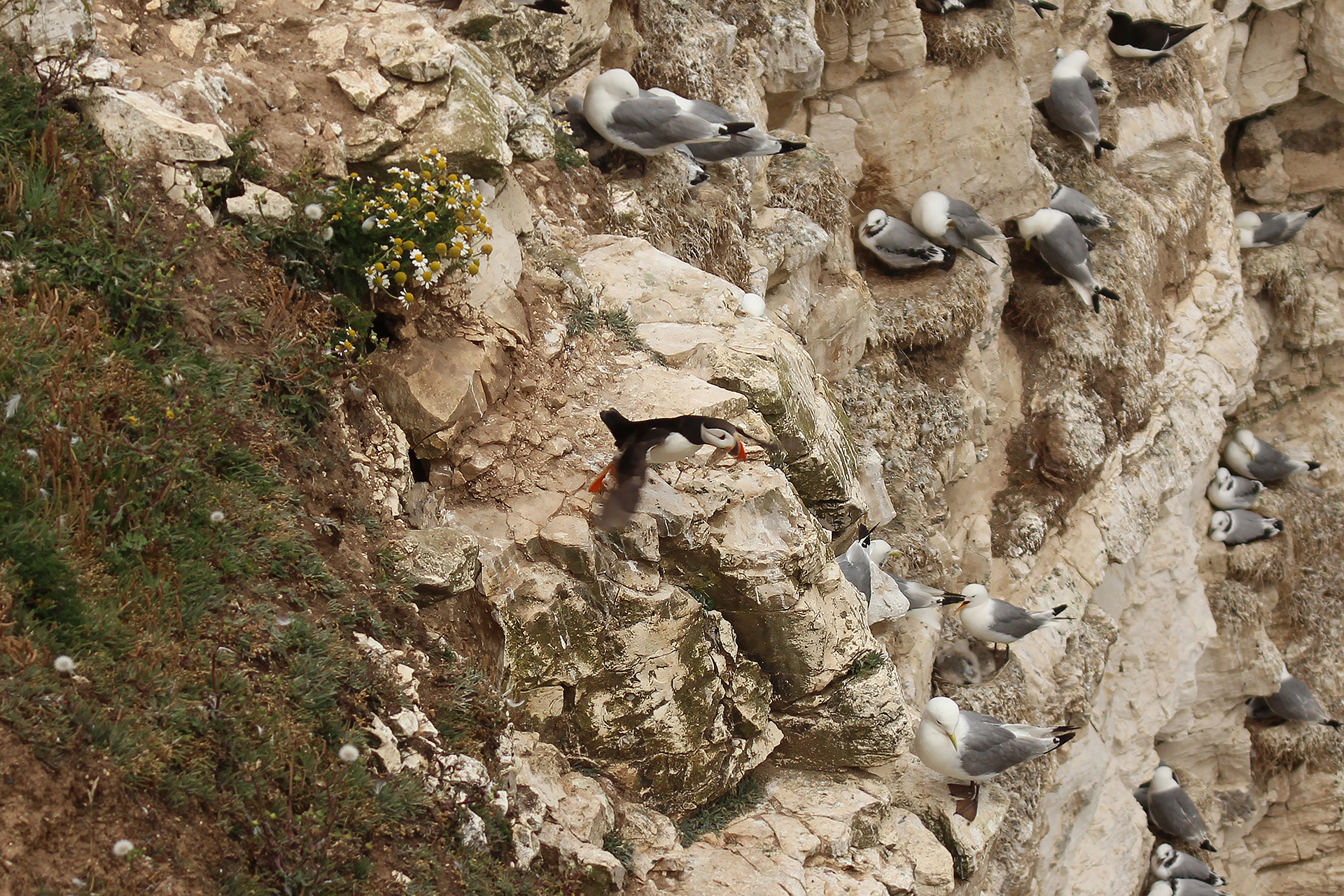 Flamborough Head Puffin