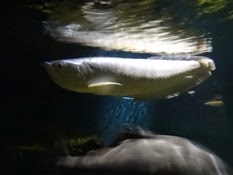 2015.04.05-053 arowana