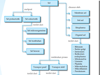 Peta Konsep Sel dalam Pelajaran Biologi