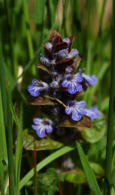 Bugle (Ajuga reptans)